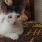Genghis2