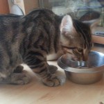 Pip3