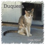 Duquesa