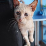 Peque
