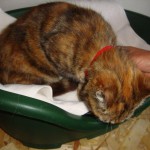 Elvy2