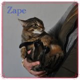 Zape